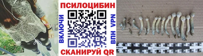 Псилоцибиновые грибы Cubensis  Буйнакск 